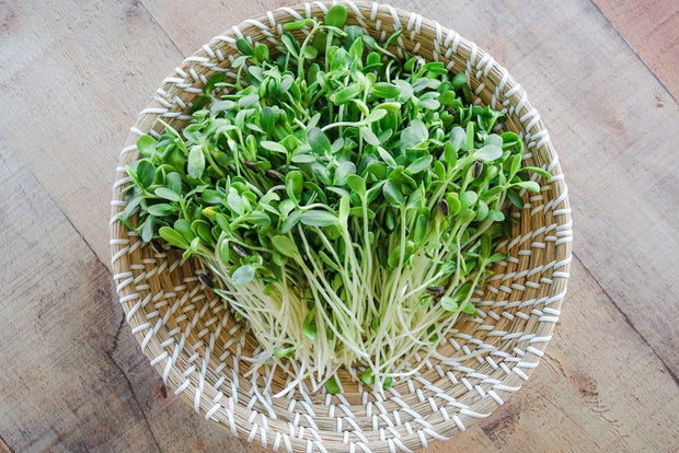 <h4>Sunflower Shoots</h4>